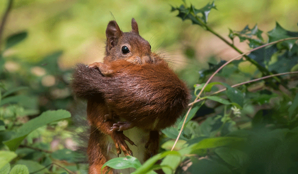 Eekhoorn in de natuur